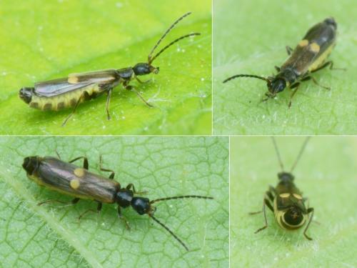 Réf. 282 291 : Malthodes sp.